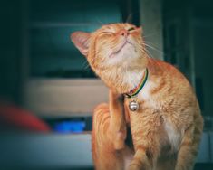 an orange tabby cat with its eyes closed and mouth wide open, stretching it's front paws to the side