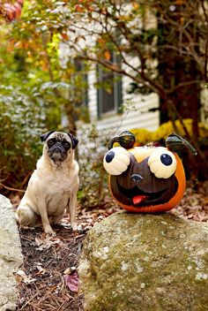 a pug dog sitting next to a pumpkin with a face on it's head