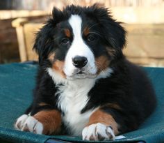 a black and brown dog laying on top of a blue blanket next to a remote control