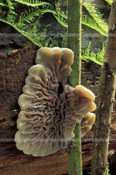 a mushroom growing on the side of a tree