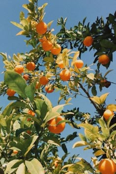 an orange tree with lots of ripe oranges growing on it's branches and leaves