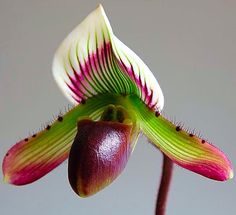 a flower with purple and white petals on it