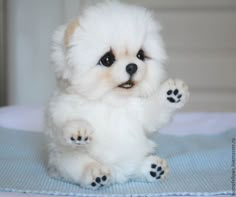 a small white dog sitting on top of a blue blanket with its paws in the air