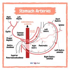 the anatomy of the stomach is shown in this diagram, with labels on each side