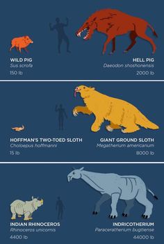 an image of different animals that are in the same color and size, including rhinos