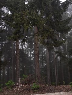 the tall trees are in the foggy forest