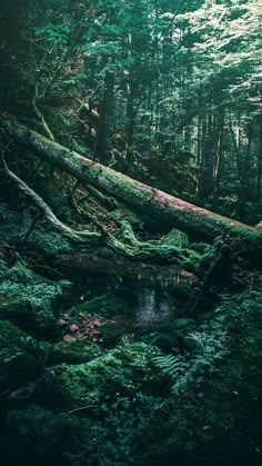 a stream running through a lush green forest filled with lots of trees and mossy rocks