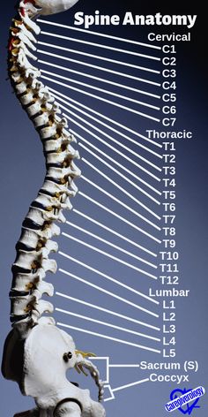 Spine Anatomy, Medical Student Study, Human Body Anatomy, Medical School Motivation, Biology Lessons, Medical School Inspiration