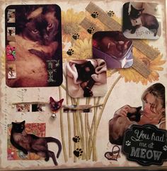 an altered collage with cats, flowers and pictures on it's side that says you had me at meow