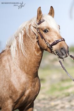 a brown horse with blonde hair is standing in the grass