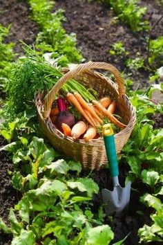 a basket full of carrots and radishes in the middle of a garden