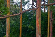 a group of trees that have been painted with different colors and shapes in the forest