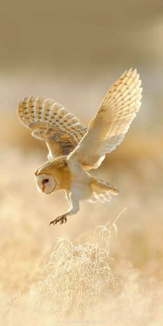 an owl flying through the air with its wings spread