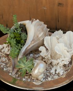 an assortment of shells and plants in a bowl