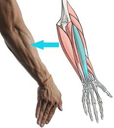 the arm and wrist muscles are shown in this image, with an arrow pointing to it