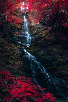 a waterfall surrounded by red leaves in the woods