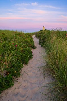 a path leading to the top of a hill covered in grass and wildflowers