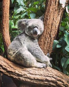 a koala bear sitting on top of a tree branch