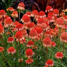 red and yellow flowers are growing in the grass