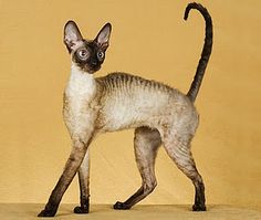 a sphy cat standing in front of a yellow background