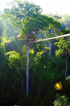 a tree house in the middle of a forest with sun shining through it's canopy