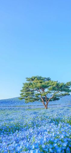 a lone tree in the middle of a field of blue flowers