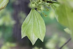 a green leaf hanging from a tree branch