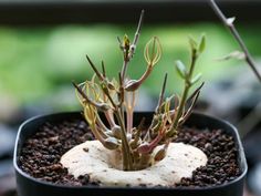 a small potted plant with tiny green leaves