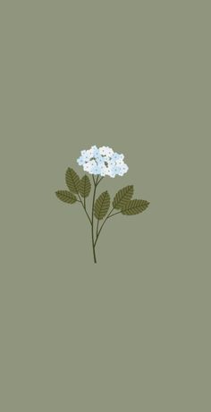 a white flower with green leaves on a gray background