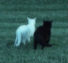 two black and white cats standing in the grass looking at eachother's back