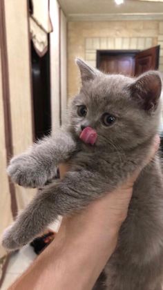 a person holding a grey kitten with its tongue out and sticking it's tongue out