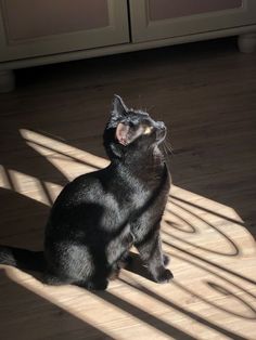 a black cat sitting on top of a wooden floor