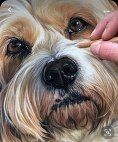 a close up of a dog being petted by someone's hand with a pencil