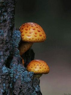 two mushrooms growing out of the bark of a tree