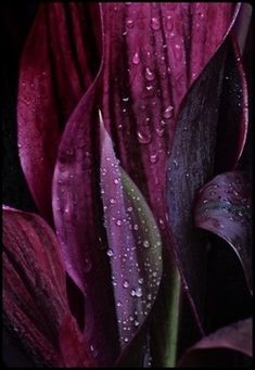 purple flowers with water droplets on them are in the middle of a dark background,