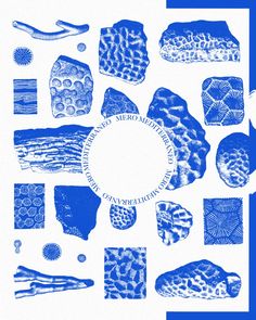 blue and white illustration of different types of seaweed, corals, and seashells