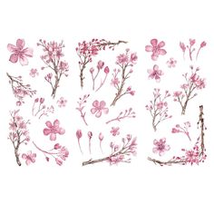 pink flowers and branches on white background