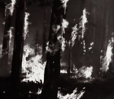 black and white photograph of fire in the woods