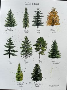 the different types of trees are drawn in watercolor and ink on paper, each with their own name