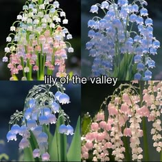 three pictures of lily of the valley flowers with words above them that read lily of the valley