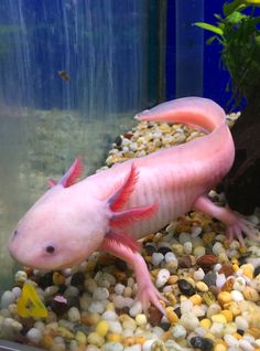 a pink axolot is swimming in an aquarium with rocks and gravel around it