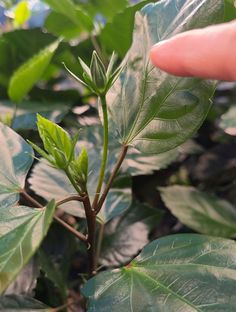 a hand is pointing at a plant with green leaves