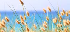 tall grass blowing in the wind with blue water in the backgrouds behind it