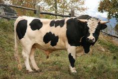 a black and white cow standing on top of a grass covered hillside