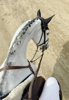 a white and black horse with bridle on it's head