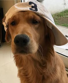 a golden retriever wearing a hat looking out the window