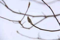 a small bird perched on top of a tree branch with no leaves in the foreground