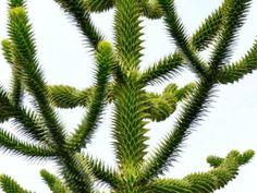 the top of a pine tree with green leaves