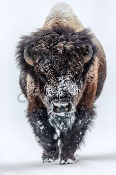 a bison standing in the snow looking at the camera