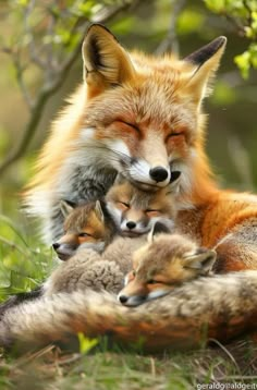 an adult fox with two young foxes in the grass and one is sleeping on top of it's back